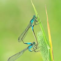 Blue-Tailed Damselflies mating 8 OLYMPUS DIGITAL CAMERA